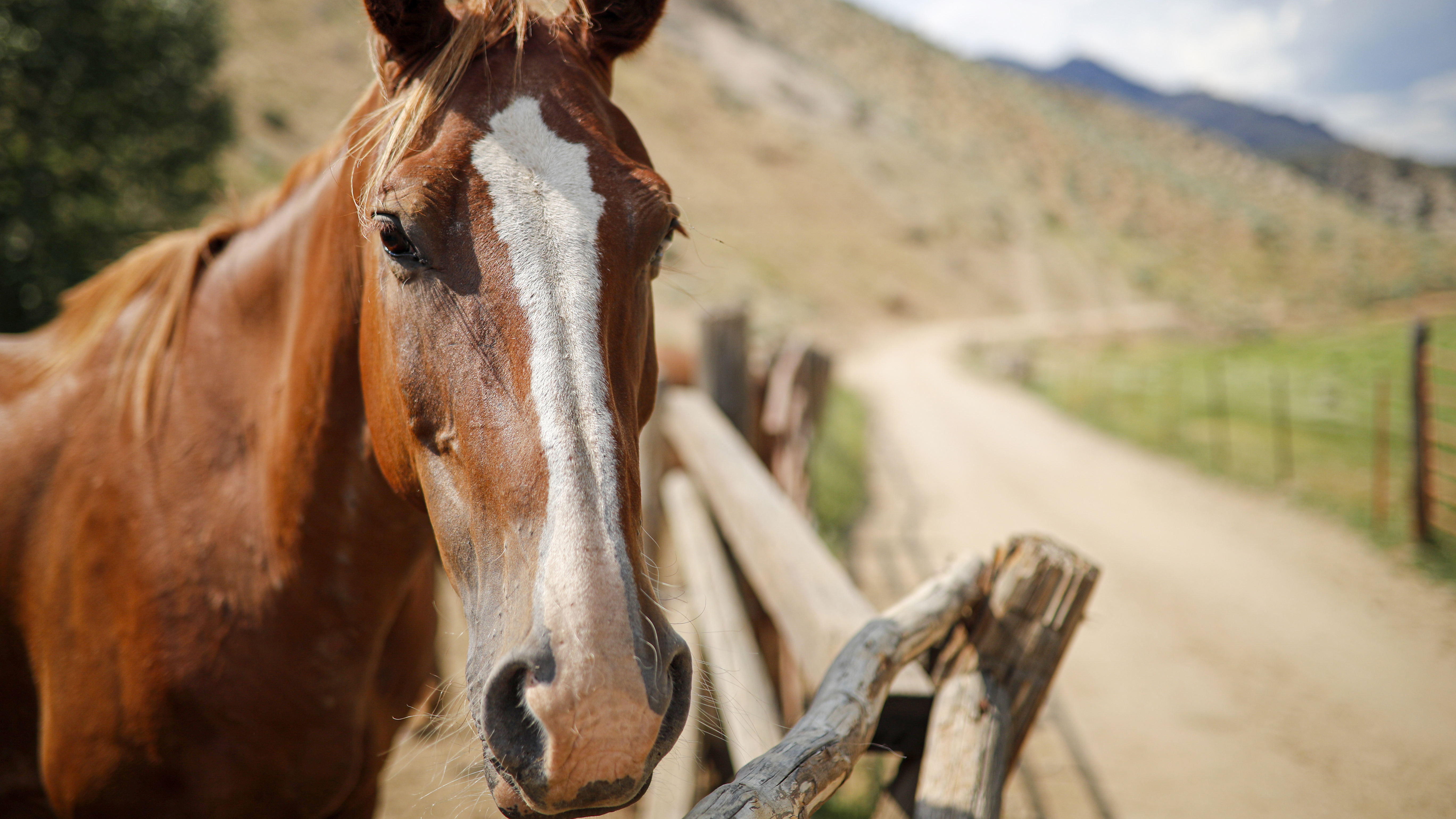 A resident of the Nine Quarter Circle Ranch.
