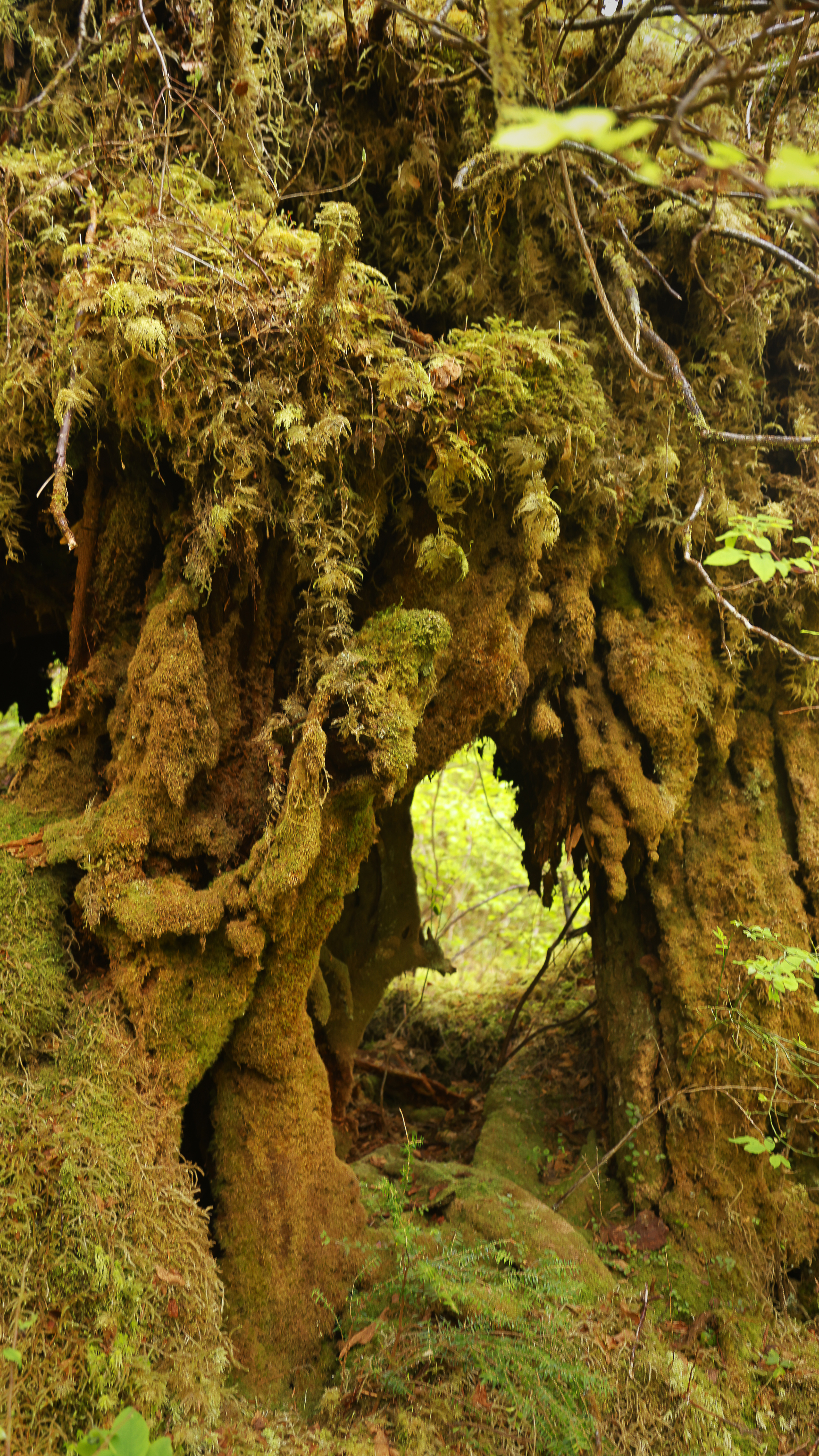 Otherworldly vegetation.