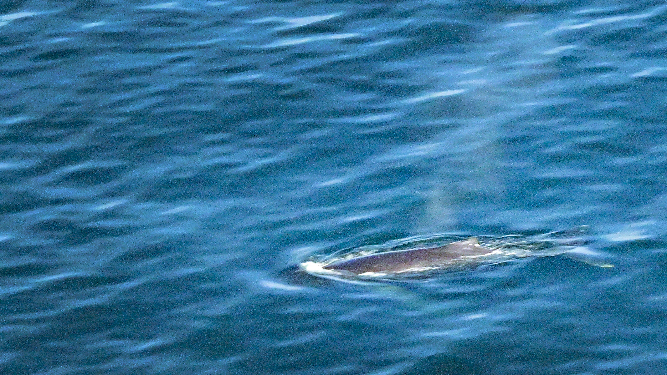 A humpback whale lifts its barnacle-encrusted head straight up from the icy ocean as it surveys its surroundings.
