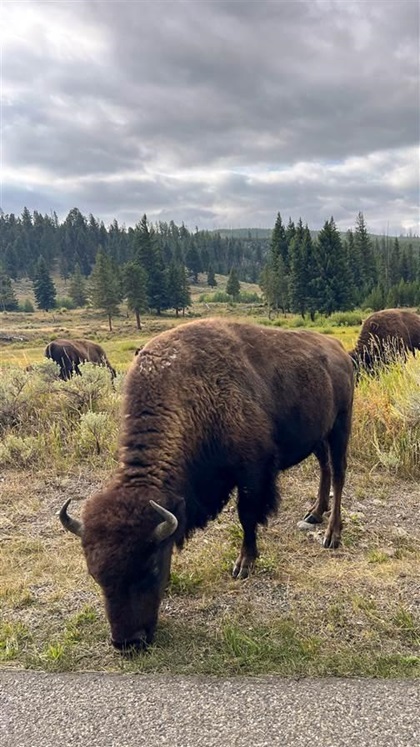 The Hayden and Lamar valleys of Yellowstone National Park are good spots to watch for bison in the warmer months. Photography by Sue Durio.