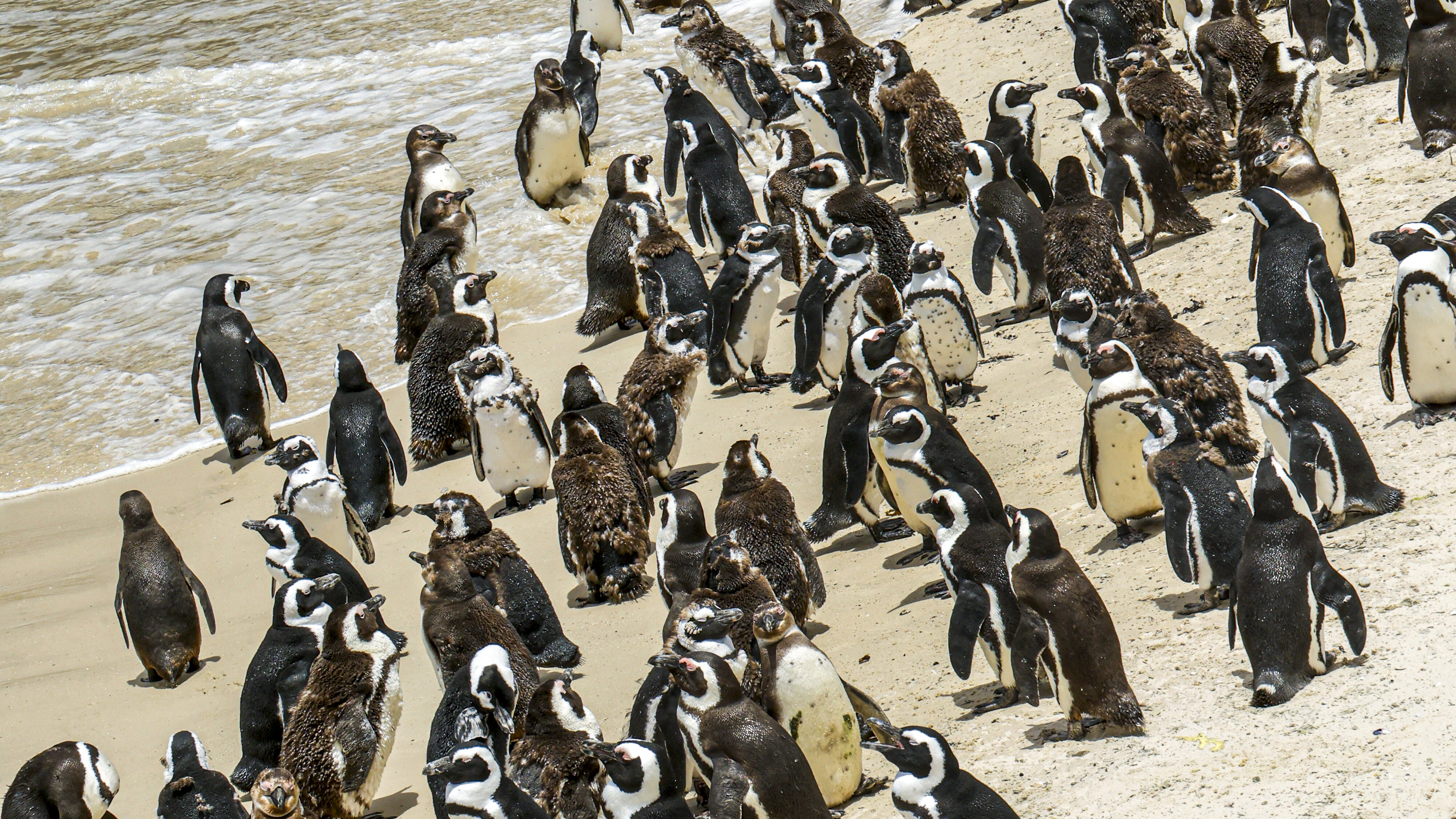 We visited the Cape of Good Hope, saw penguins, and walked along Clifton 4th beach—which is take-your-breath-away cold.