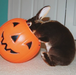 Minks the rabbit goes trick-or-treating