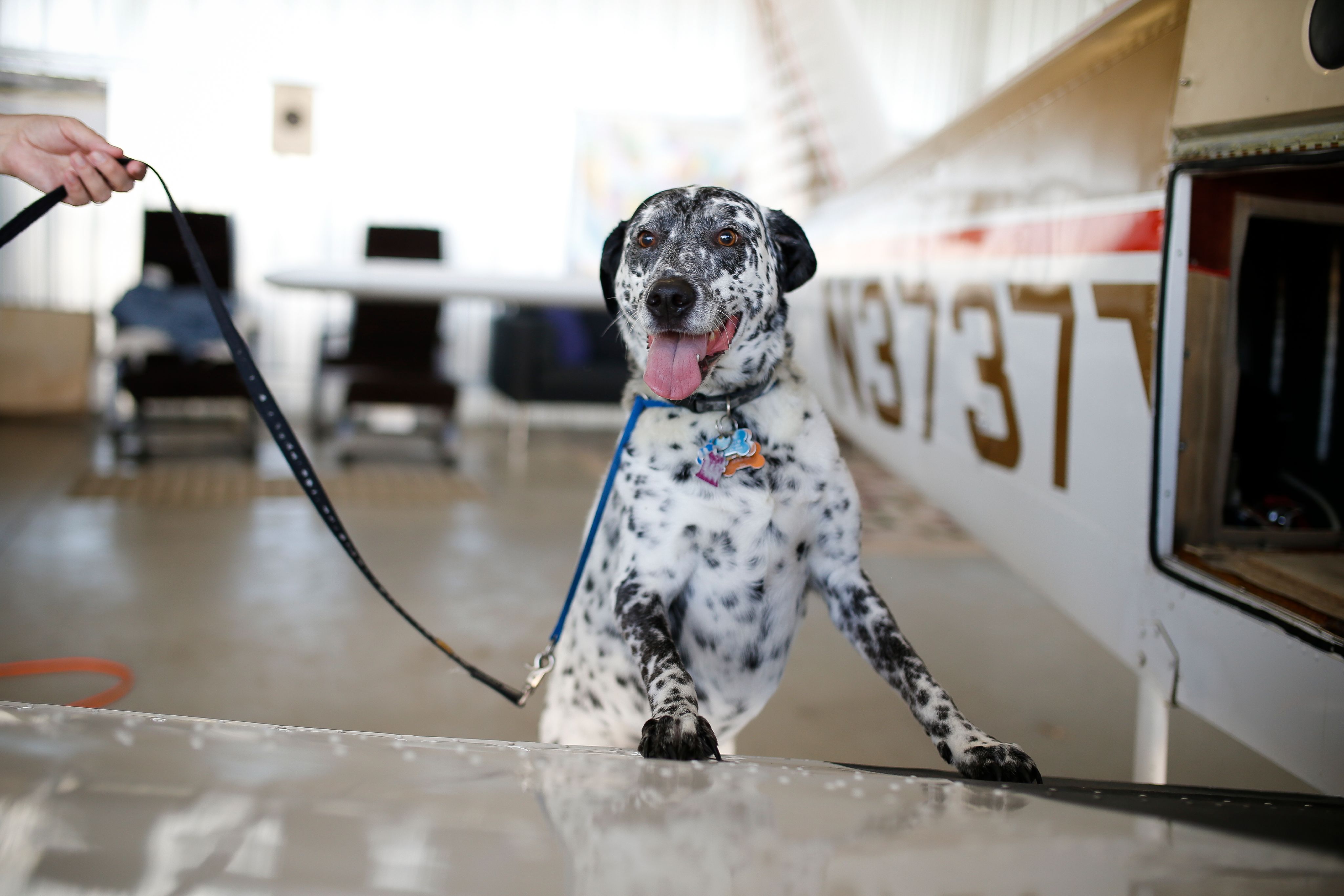 How To Change A Pet's Life