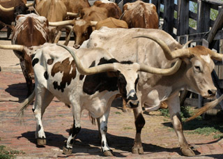 Fort Worth Stockyards