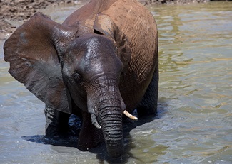 A young elephant, orphaned by poaching, is among several being raised by the Kenya Wildlife Service.