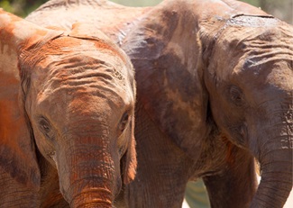 Skyrocketing prices for black market ivory threaten the future of African elephants. 