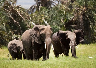 Elephants in Kenya, near the Tanzania border in 2014. AOPA file photo.