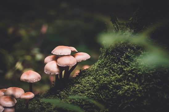 What Do Small Mammals, Aldrich Ames, and Mushrooms Have in Common?