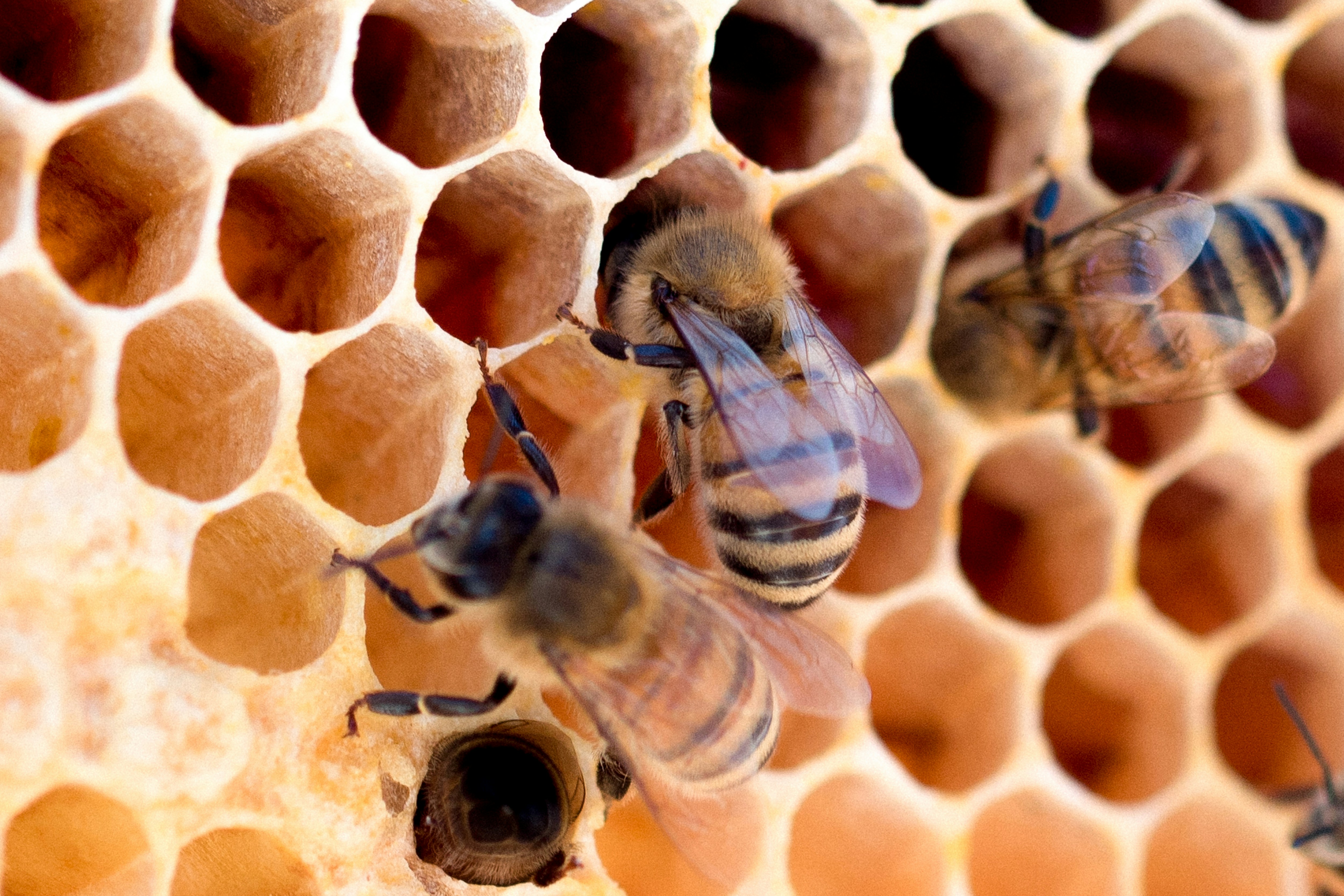 The Bee’s Knees